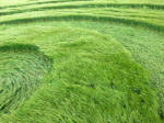 Morgan Hill, Wiltshire crop circle, aerial photo 15