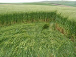 Morgan Hill, Wiltshire crop circle, aerial photo 24