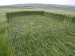 Morgan Hill, Wiltshire crop circle, aerial photo 23