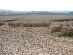North Down, Wiltshire crop circle, aerial photo 5