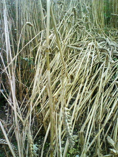 North Down, Wiltshire crop circle, aerial photo 8
