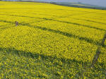 Oliver's Castle, Wiltshire crop circle, aerial photo 9