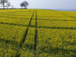 Oliver's Castle, Wiltshire crop circle, aerial photo 12