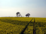 Oliver's Castle, Wiltshire crop circle, aerial photo 17