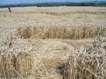 Pewsey White Horse, Wiltshire crop circle, aerial photo 17