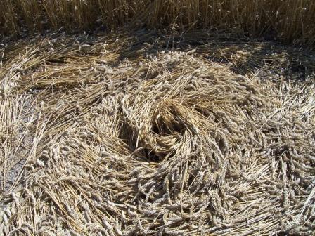 Pewsey White Horse, Wiltshire crop circle, aerial photo 16