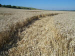 Pewsey White Horse, Wiltshire crop circle, aerial photo 20