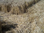 Pewsey White Horse, Wiltshire crop circle, aerial photo 22