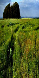 The Ridgeway, Wiltshire crop circle, aerial photo 9