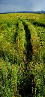 The Ridgeway, Wiltshire crop circle, aerial photo 7
