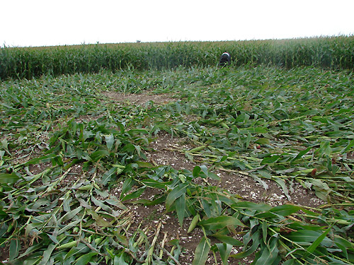 The Sanctuary, Wiltshire crop circle, aerial photo 6