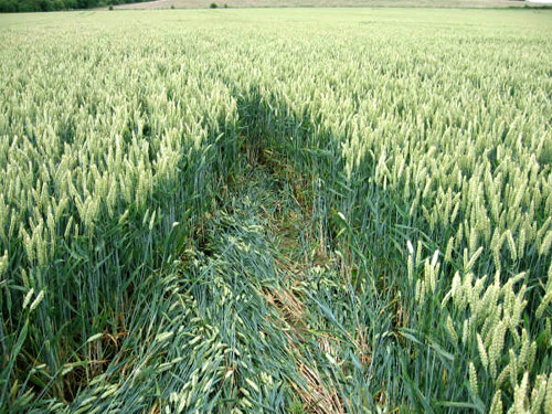Southend, Oxfordshire crop circle, aerial photo 9