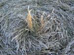 Stanton St Bernard, Wilshire crop circle, aerial photo 26