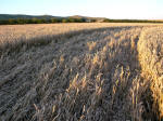 Stanton St Bernard, Wilshire crop circle, aerial photo 27