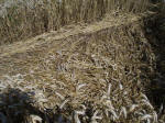Sugar Hill, Wiltshire crop circle, aerial photo 26