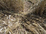 Sugar Hill, Wiltshire crop circle, aerial photo 25