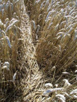 Sugar Hill, Wiltshire crop circle, aerial photo 20