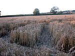 Toot Balden, Oxfordshire crop circle, aerial photo 5