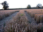 Toot Balden, Oxfordshire crop circle, aerial photo 6