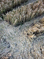 Toot Balden, Oxfordshire crop circle, aerial photo 8
