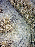 Toot Balden, Oxfordshire crop circle, aerial photo 7