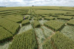 West Down, Wiltshire crop circle, aerial photo 14