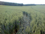 Westwoods, Wiltshire crop circle, aerial photo 23