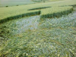 Westwoods, Wiltshire crop circle, aerial photo 24
