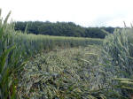 Westwoods, Wiltshire crop circle, aerial photo 26
