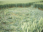 Westwoods, Wiltshire crop circle, aerial photo 15