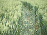 Westwoods, Wiltshire crop circle, aerial photo 17