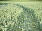 Westwoods, Wiltshire crop circle, aerial photo 16