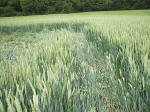Westwoods, Wiltshire crop circle, aerial photo 14