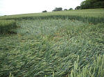 Westwoods, Wiltshire crop circle, aerial photo 18