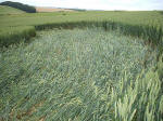 Westwoods, Wiltshire crop circle, aerial photo 20