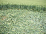 Westwoods, Wiltshire crop circle, aerial photo 11