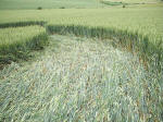 Westwoods, Wiltshire crop circle, aerial photo 13