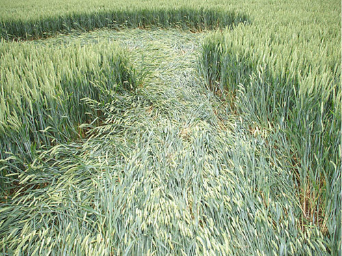 Westwoods, Wiltshire crop circle, aerial photo 9