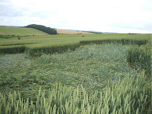 Westwoods, Wiltshire crop circle, aerial photo 6