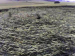Westwoods (2), Wiltshire crop circle, aerial photo 14