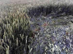 Westwoods (2), Wiltshire crop circle, aerial photo 7