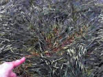 Westwoods (2), Wiltshire crop circle, aerial photo 12