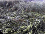Westwoods (2), Wiltshire crop circle, aerial photo 11