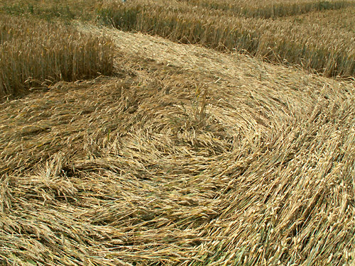 White's Hill, Wiltshire crop circle, aerial photo 8