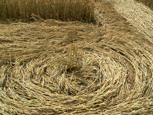 White's Hill, Wiltshire crop circle, aerial photo 15