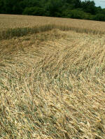 White's Hill, Wiltshire crop circle, aerial photo 19