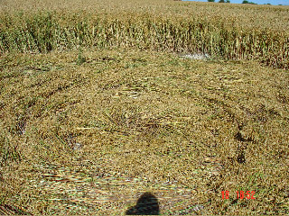 Wilton Water Grid, Wiltshire crop circle, aerial photo 10