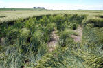 Yatesbury Field (1), Wiltshire crop circle, aerial photo 36