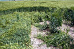 Yatesbury Field (1), Wiltshire crop circle, aerial photo 37