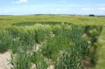 Yatesbury Field (1), Wiltshire crop circle, aerial photo 38